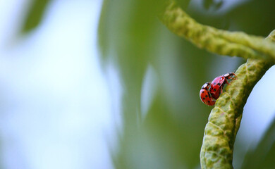 'coccinelle e amore'