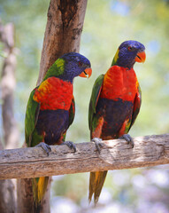 A Pair of Rainbow Lorikeets on a Branch
