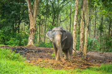 Asian elephant pet