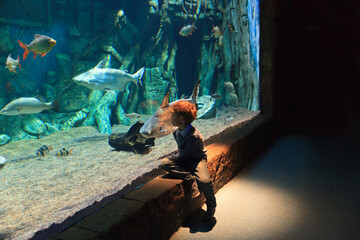 little boy watching fishes in aquarium