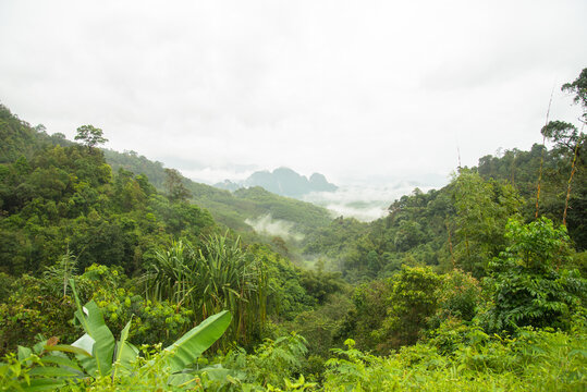 Fototapeta View point forest and fog on the mountain background, Tropical forest in Thailand