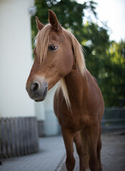 Obraz premium Beautiful red horse portrait 