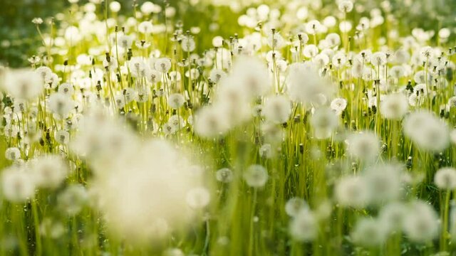 A lot of Dandelions