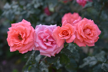 Roses au printemps au jardn