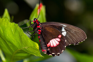 Fototapeta na wymiar Papillon sur feuille