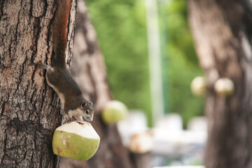 squirrel come down from tree to eat coconut