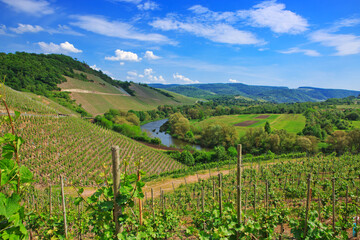 Fototapeta na wymiar Perspective shot of a summer vineyard at daylight.