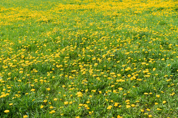 Field of dandelions. Spring flowers background.