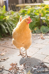 A backyard free range chicken foraging in the afternoon sun