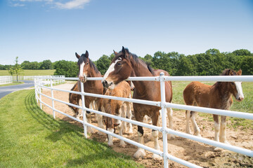 Boonville, MO - May 30, 2017:  A group of mares and young Clydesdales being raised at Anheuser-Busch Warm Springs Ranch
