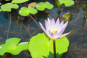 花と華と蓮