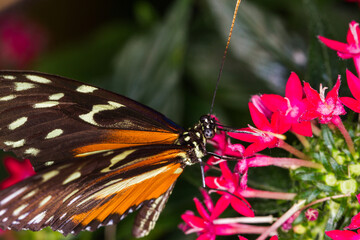 Papillon sur fleur