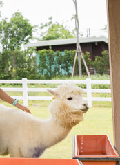 Woman Petting White Alpaca in Farm