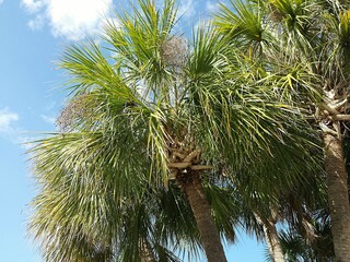 Palm trees on blue sky background in Florida nature