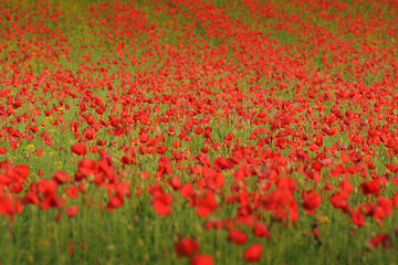 The Field of Poppies