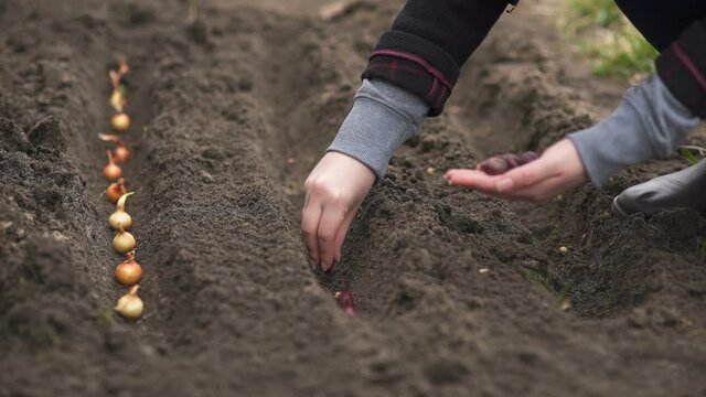 Hand of woman farmer seeding onions in organic vegetable garden.