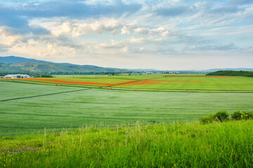 The Field of Poppies