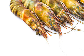 Fresh group of tiger sea shrimp