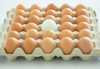 Eggs tray with selective focus on white egg
