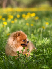 Beautiful dog walking outdoor 