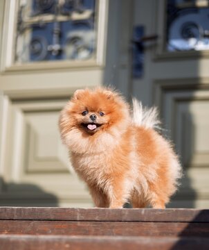 Pomeranian dog outdoor. Portrait of beautiful dog