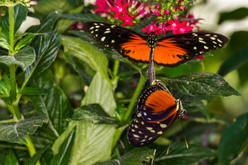 Couple de papillon