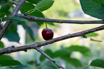 Red Cherries on Branches