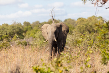 Fototapeta premium An elephant walking in the Kruger Park, South Africa.