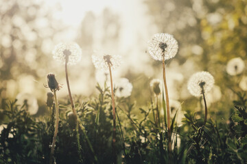 Blowball/Field of dandelions in the sunlight