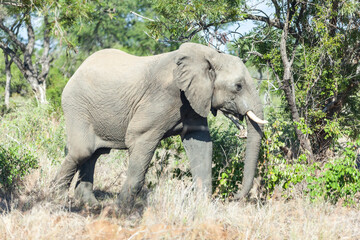 Fototapeta na wymiar An elephant walking in the bush, South Africa.