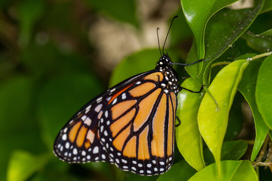 Papillon monarque