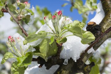 Flowering apple fruit branches covered with snow during the springtime