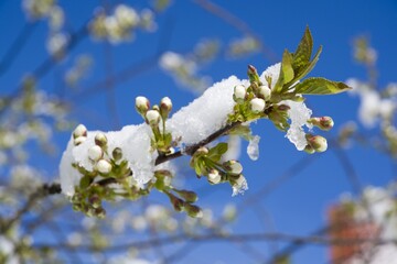 Naklejka premium Flowering cherry fruit branches covered with snow