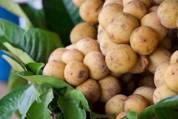 Langsat is tropical fruit in Thailand