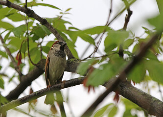 moineau domestique