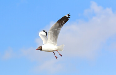 Beautiful seagull flying in the blue sky.