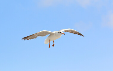 Beautiful seagull flying in the blue sky.