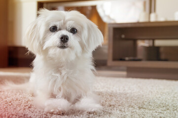 White maltese dog lies on carpet and looking ahead - obrazy, fototapety, plakaty