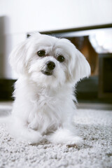 White maltese dog sitting on carpet and looking ahead