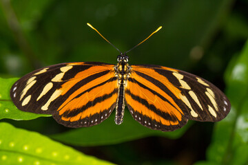 Papillon sur feuille