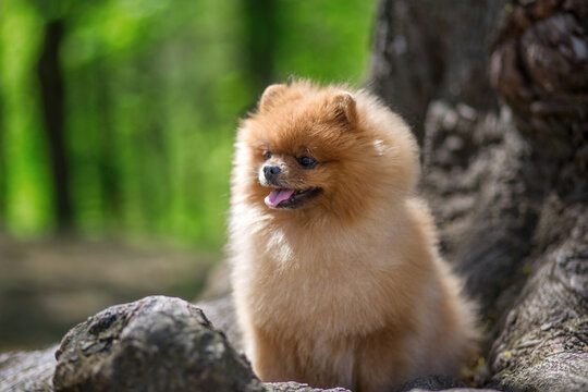 Pomeranian dog in a park. Dog sits on a tree