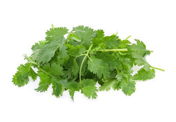 Coriander isolated on white