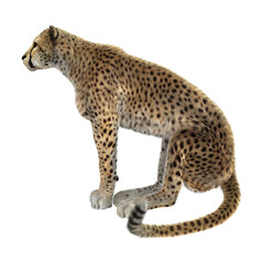 3D Rendering Big Cat Cheetah on White