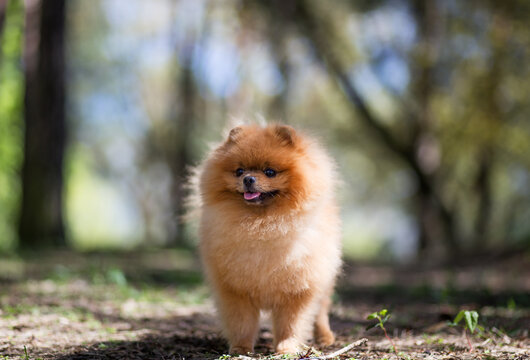 Pomeranian dog walking in a park. Beautiful dog