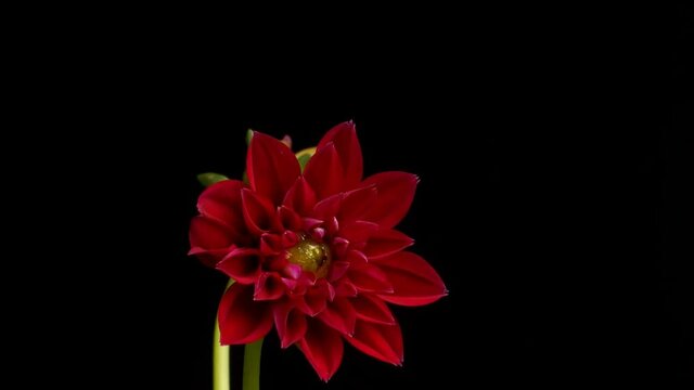 Time lapse of a pink Dahlia blooming. Studio shot over black.