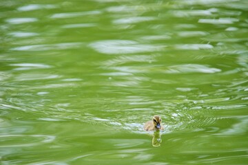 カルガモのヒナ © ogawaay