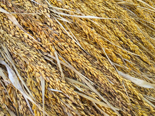 Pile of paddy bundle on the rice field after harvest.