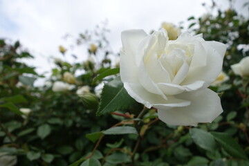 White rose growing on a Bush