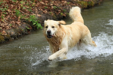 Golden Retriever läuft durch Wasser