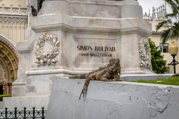 Iguana near Simon Bolivar Statue at Seminario Park (Iguanas Park) - Guayaquil, Ecuador